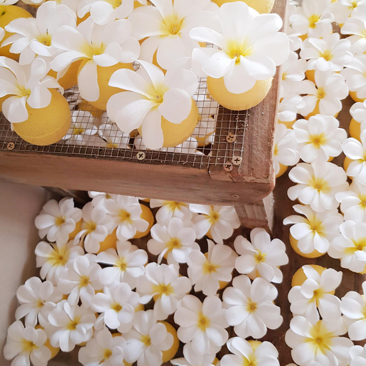 Frangipani bath bomb with flower